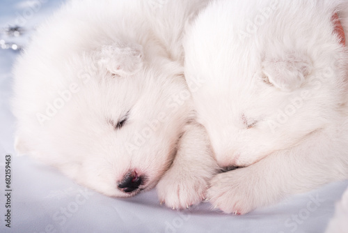 Two puppies. White fluffy small Samoyed puppies dogs are sleeping on blue background