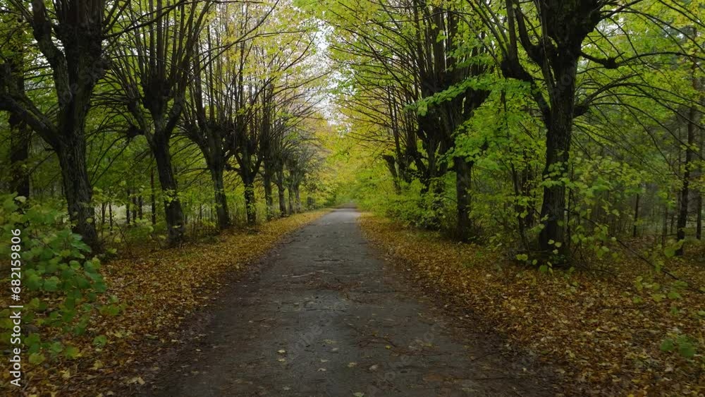 Establishing view of the autumn linden tree alley, empty pathway, yellow leaves of a linden tree on the ground, idyllic nature scene of leaf fall, overcast autumn day, wide drone shot moving back low Establishing view of the autumn linden tree alley, empty pathway, yellow leaves of a linden tree on the ground, idyllic nature scene of leaf fall, overcast autumn day, wide drone shot moving back low