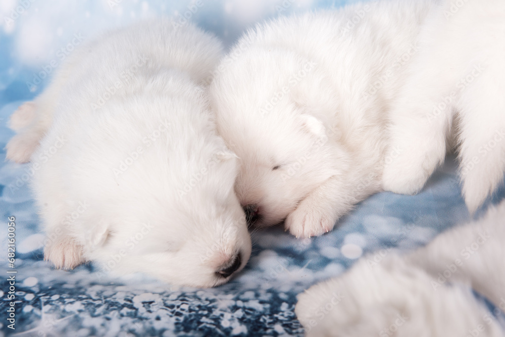 Two puppies. White fluffy small Samoyed puppies dogs are sleeping on blue background Two puppies. White fluffy small Samoyed puppies dogs are sleeping on blue background