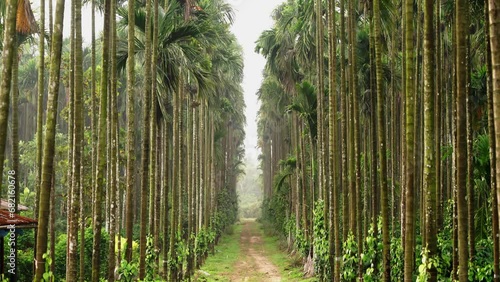 areca nut tree farm in Karnataka india photo