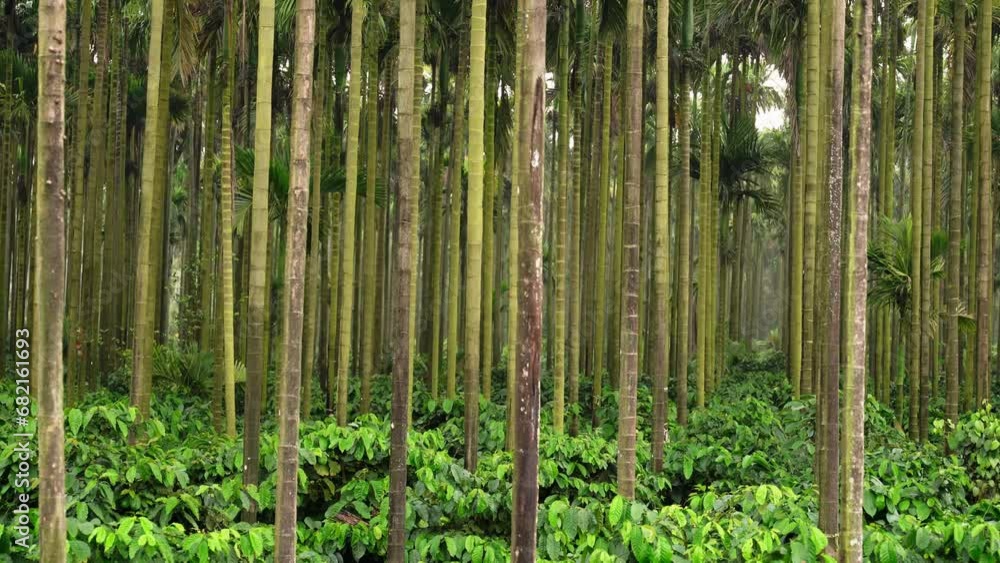 areca nut tree farm in Karnataka india areca nut tree farm in Karnataka india