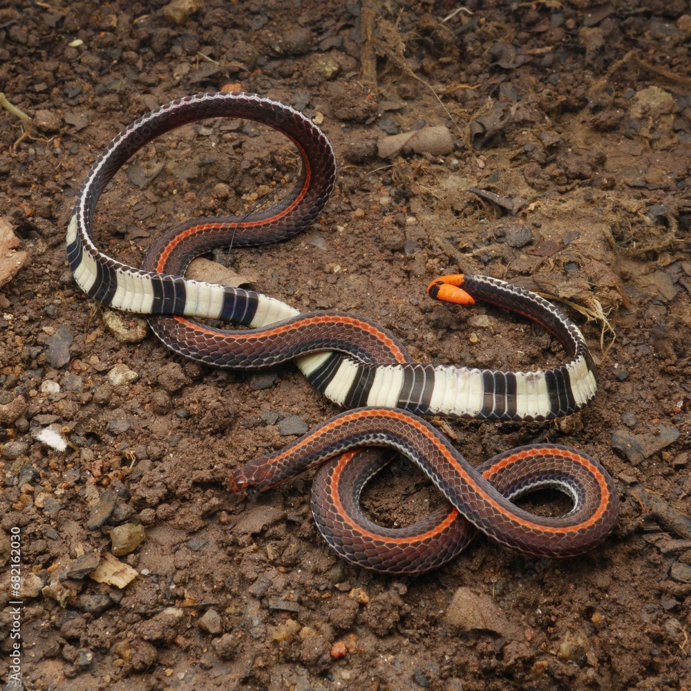 a red - black and white snake sitting on a dirt ground a red - black and white snake sitting on a dirt ground