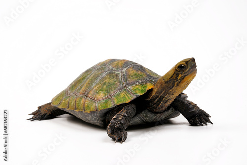Japanische Sumpfschildkröte // Japanese pond turtle (Mauremys japonica)