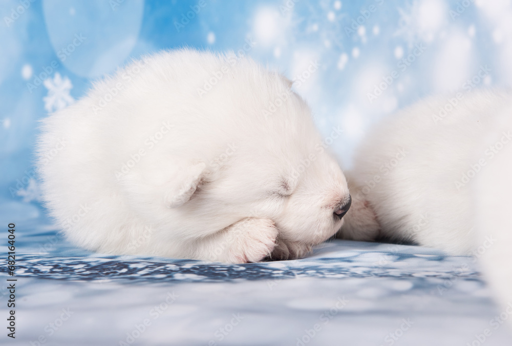 White fluffy small Samoyed puppy dog is sleeping on white background White fluffy small Samoyed puppy dog is sleeping on white background