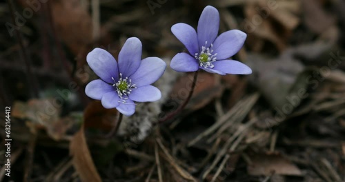 Common Hepatica or Anemone Hepatica, Blue Blossom Wild Flower. Violet Purple Hepatica Nobilis, First Spring Flower in the Blurred Background of Nature. Ranunculaceae family. 4k photo