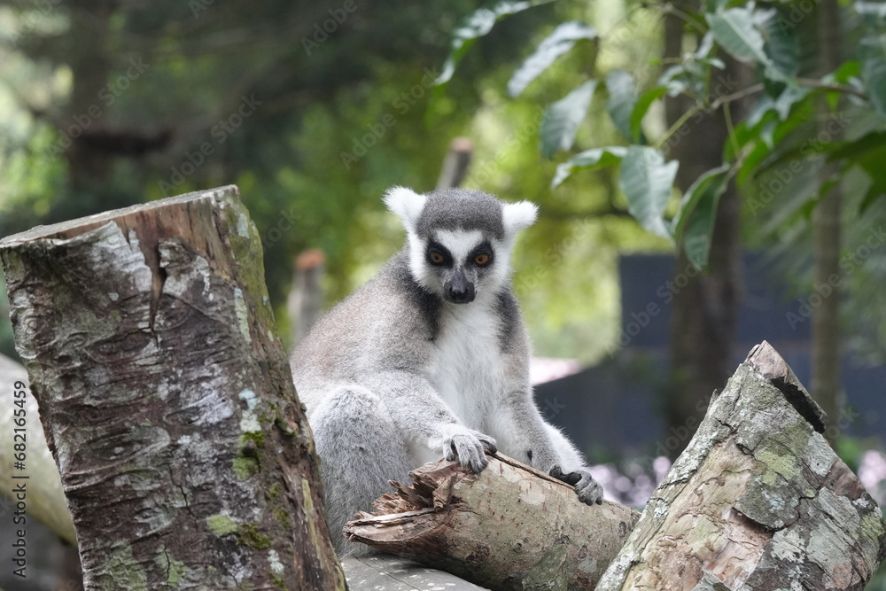 Obraz premium Lemurs are a diverse group of primates endemic to the island of Madagascar and the nearby Comoros Islands. They are known for their unique and often charismatic appearances|狐猴