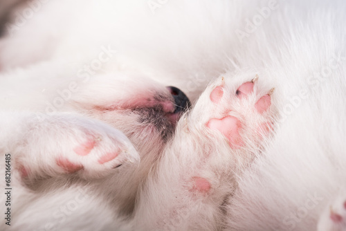 Nose and paws of a white puppy. White fluffy small Samoyed puppy dog is sleeping on white background