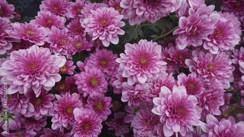 pink flower chrysanthemum  © Isnar