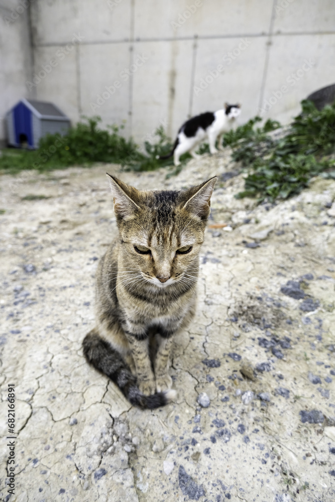 Abandoned cat in a feline colony Abandoned cat in a feline colony