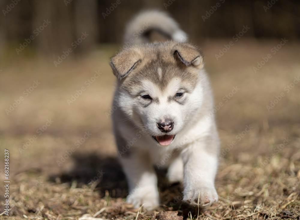 Alaskan Malamute Puppy Dog Running on the Grass. Young Dog