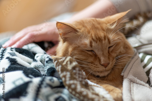 毛布に包まれた猫　茶トラ猫
