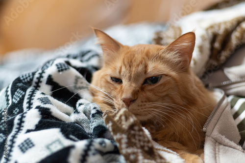 毛布に包まれた猫 茶トラ猫