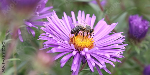 Honigbiene auf Aster photo