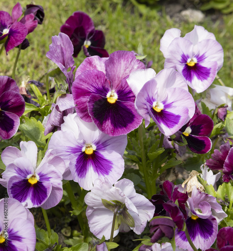 Fleurs de pensée violette et blanche