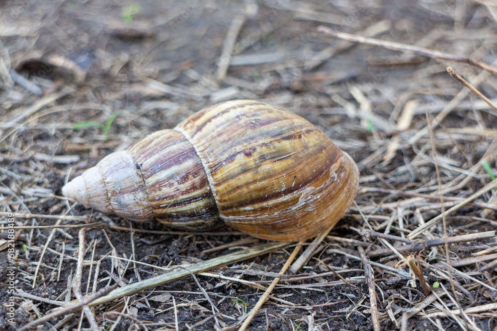 Snail crawling on the ground in the garden. Snail crawling on the ground in the garden.