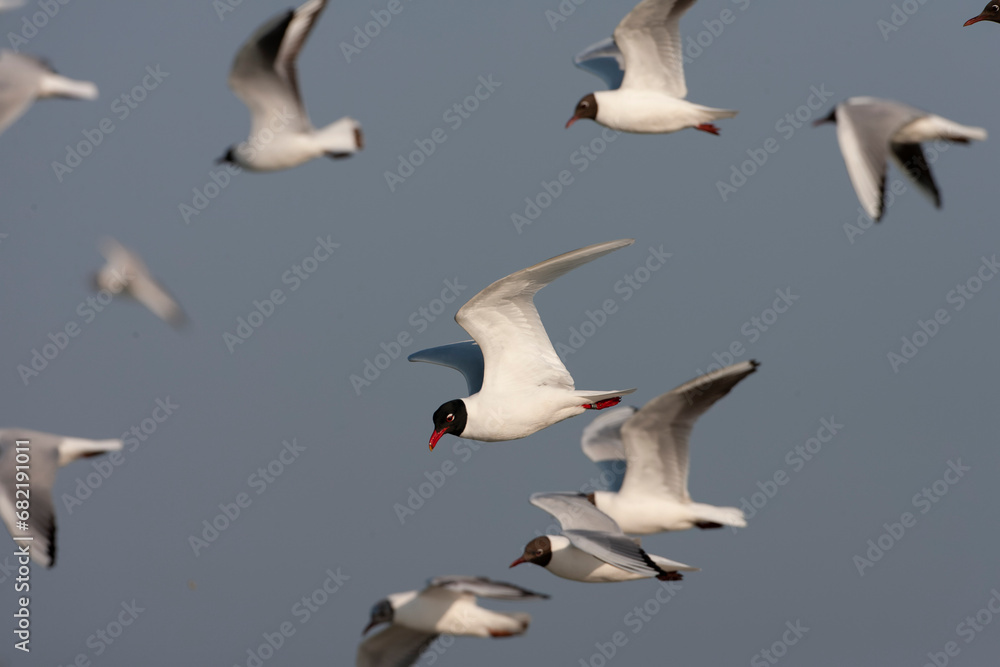 Fototapeta premium Mediterranean Gull, Ichthyaetus melanocephalus
