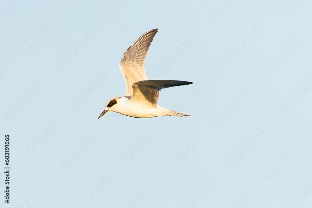Obraz premium Forster's Tern, Sterna forsteri