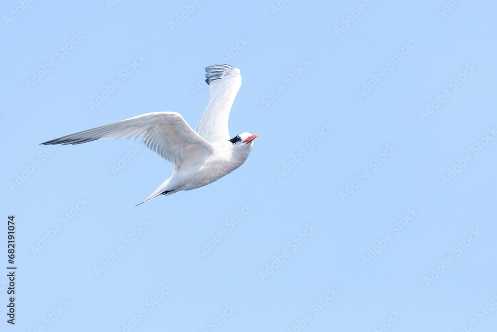 Elegant Tern, Thalasseus elegans