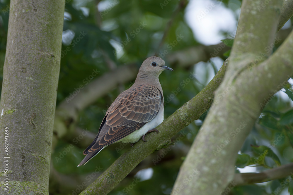 European Turtle Dove, Streptopelia turtur European Turtle Dove, Streptopelia turtur