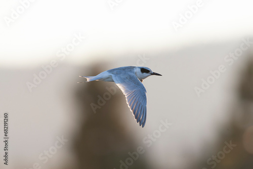 Forster's Tern, Sterna forsteri photo