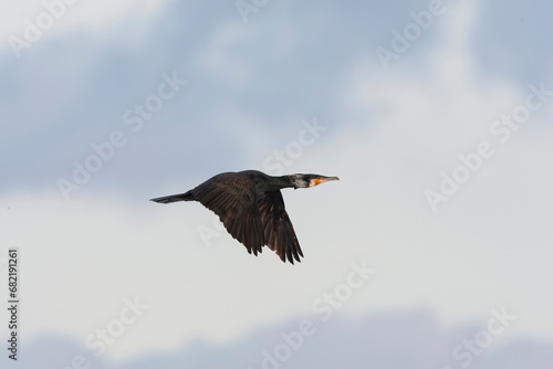 Great Cormorant  Phalacrocorax carbo