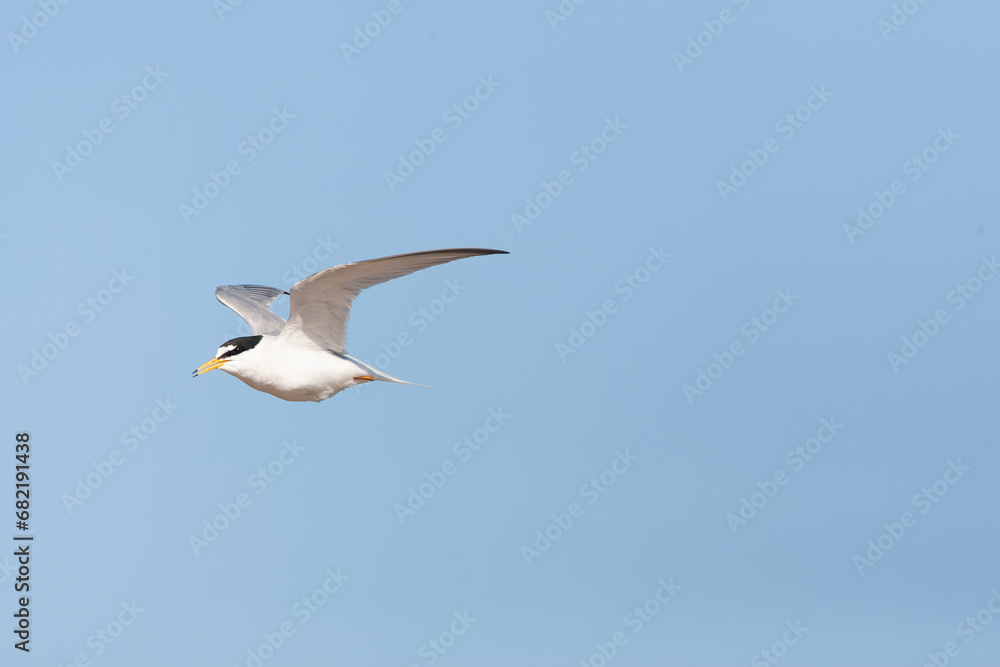 Little Tern, Sternula albifrons Little Tern, Sternula albifrons