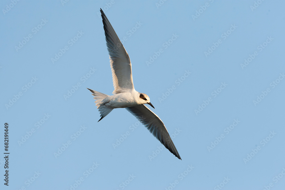 Forster's Tern, Sterna forsteri Forster's Tern, Sterna forsteri