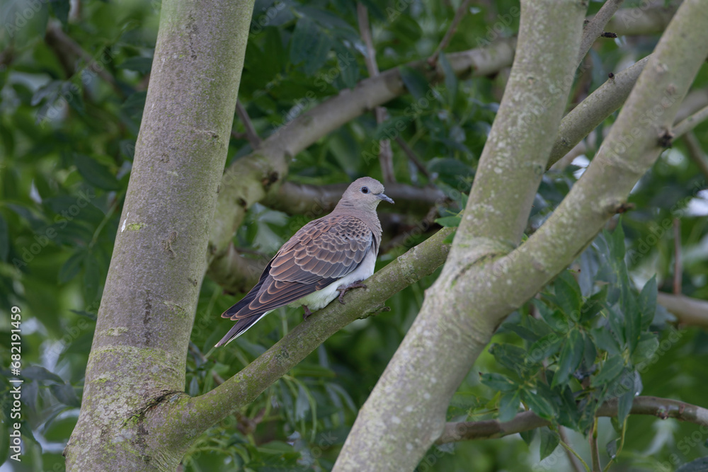 European Turtle Dove, Streptopelia turtur European Turtle Dove, Streptopelia turtur