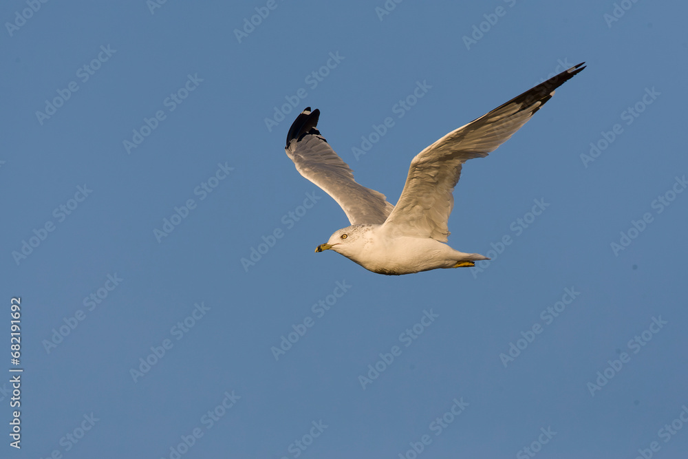 Ring-billed Gull, Larus delawarensis Ring-billed Gull, Larus delawarensis
