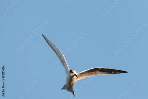 Forster s Tern  Sterna forsteri