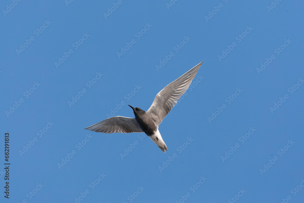 Black Tern, Chlidonias niger Black Tern, Chlidonias niger