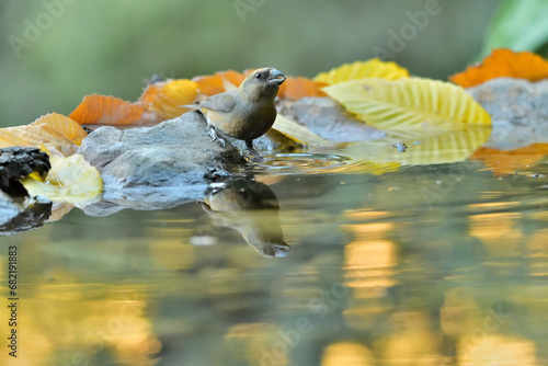 piquituerto común (Loxia curvirostra) bebiendo agua en el estanque del bosque Casares, Málaga, Andalucía España photo