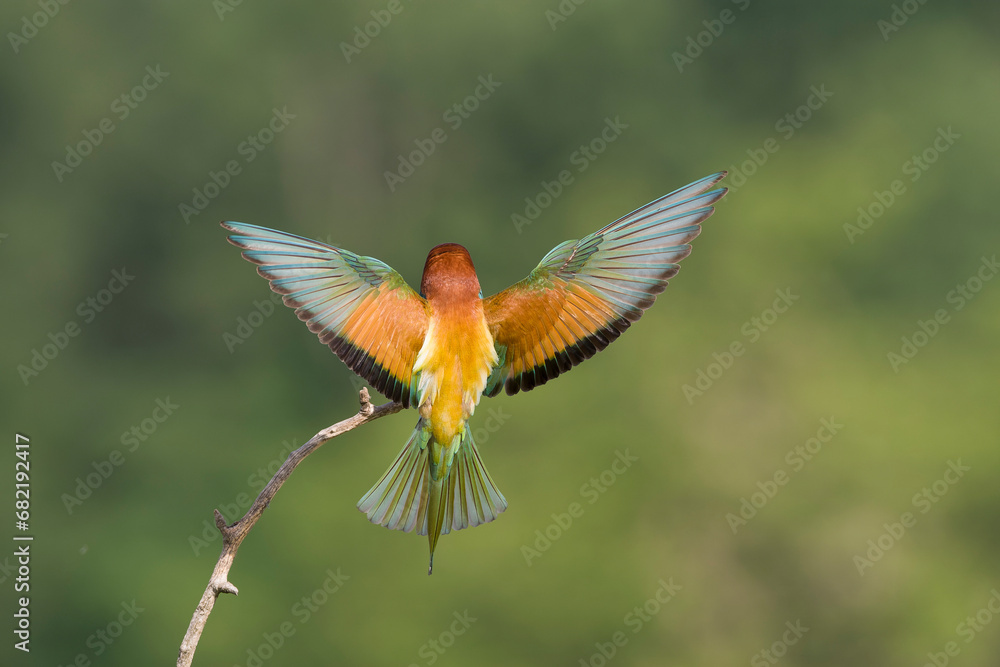 Fototapeta premium European Bee-eater, Merops apiaster