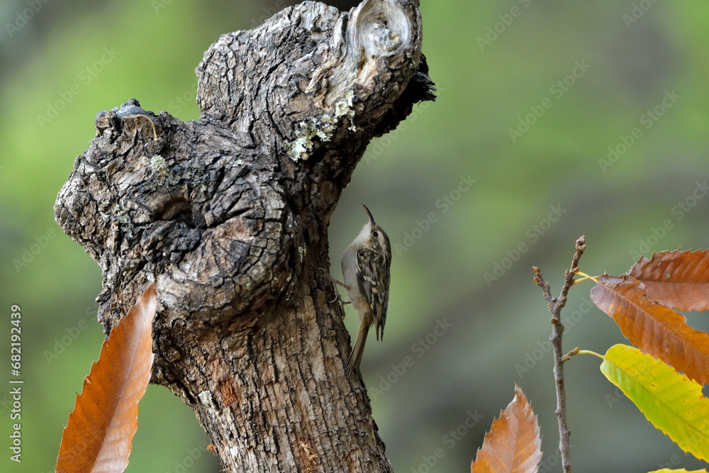 agateador euroasiático en un tronco (Certhia familiaris) en un tronco en Casares, Málaga, España agateador euroasiático en un tronco (Certhia familiaris) en un tronco en Casares, Málaga, España