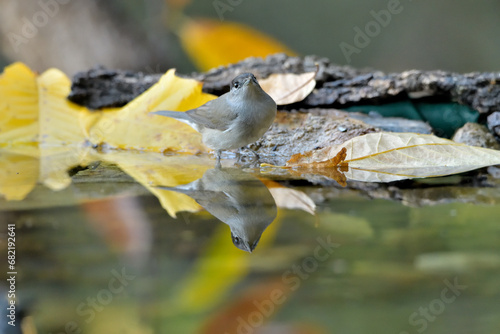 Fototapeta Naklejka Na Ścianę i Meble -  Curruca capirotada macho en el estanque del parque (Sylvia atricapilla) Casares Andalucía España