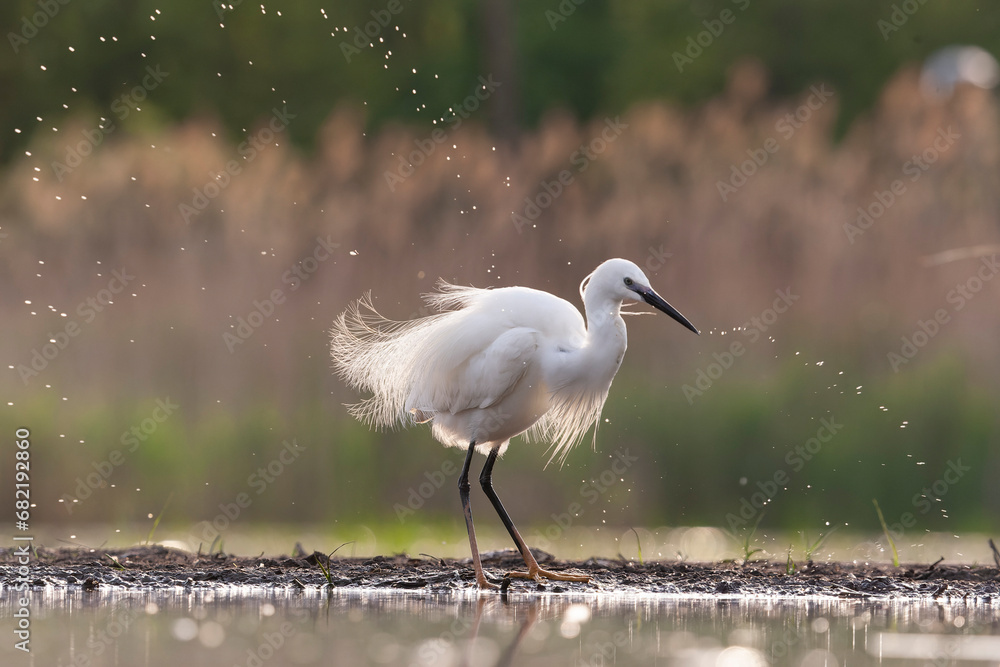 Little Egret, Egretta garzetta