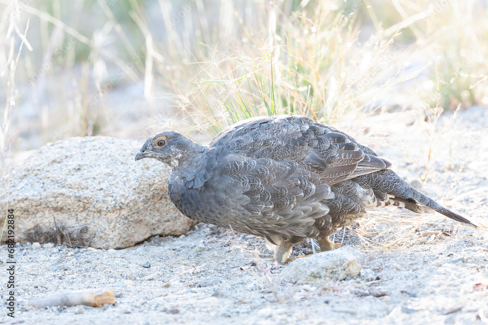 Sooty Grouse, Dendragapus fuliginosus Sooty Grouse, Dendragapus fuliginosus
