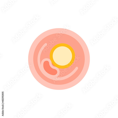 vector illustration. Flat icon pregnancy 4 week