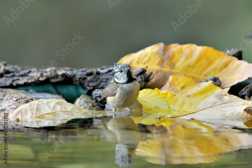 Fototapeta Naklejka Na Ścianę i Meble -  herrerillo capuchino (Lophophanes cristatus) bañándose en el estanque del parque Casares, Andalucía, España	