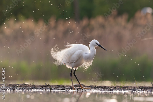 Obraz na płótnie Little Egret, Egretta garzetta w salonie