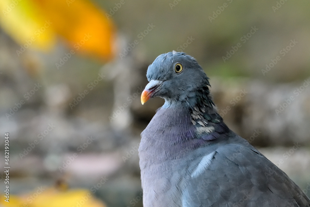 retrato de paloma torcaz en el bosque (columba palumbus) retrato de paloma torcaz en el bosque (columba palumbus)