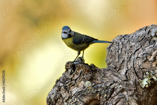 herrerillo común posado en un tronco viejo (Cyanistes caeruleus)​ Casares Málaga Andalucía España	 photo