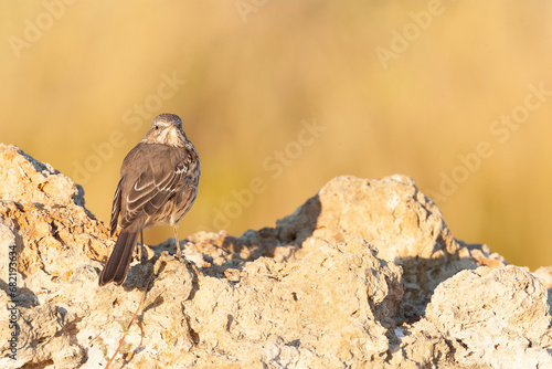 Sage thrasher, Oreoscoptes montanus photo