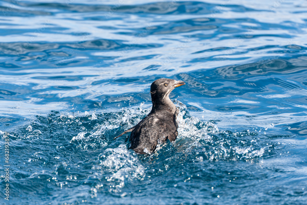 Obraz premium Rhinoceros Auklet, Cerorhinca monocerata