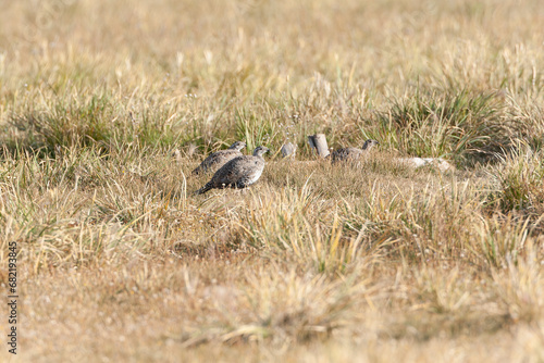 Greater sage-grouse, Centrocercus urophasianus photo