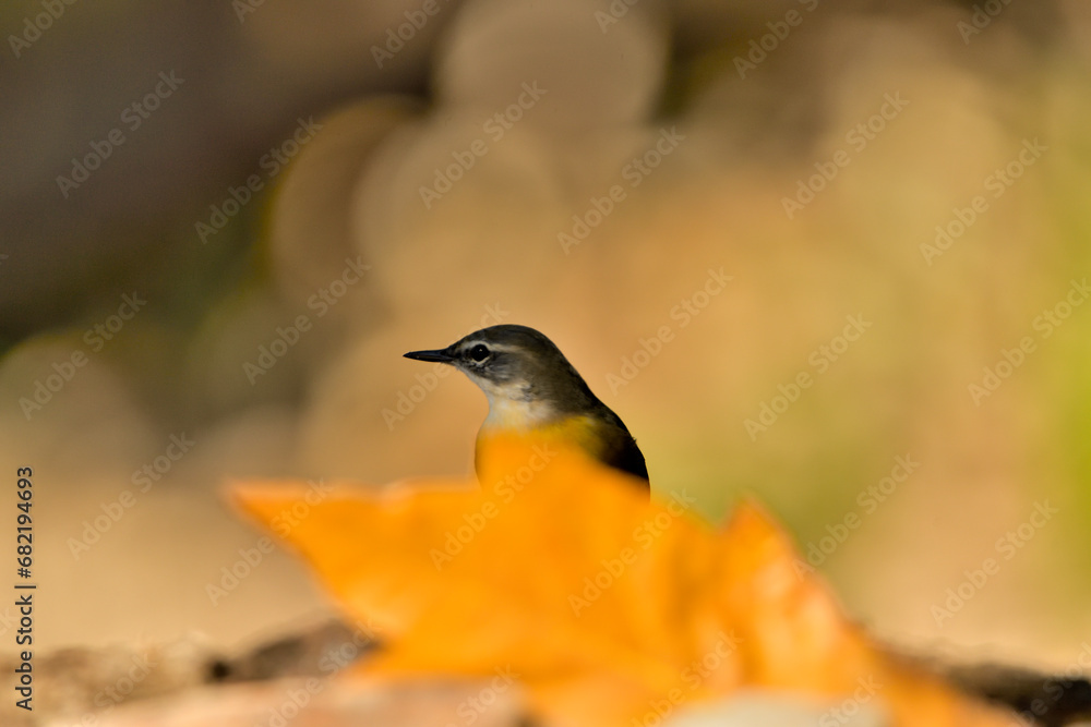 lavandera cascadeña en el estanque de parque (motacilla cinerea) Casares, Andalucía, España	
