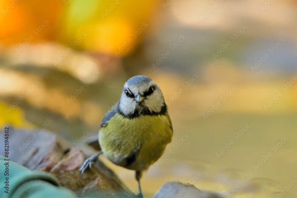 Fototapeta premium herrerillo común en el estanque (Cyanistes caeruleus)​ Casares Málaga Andalucía España 