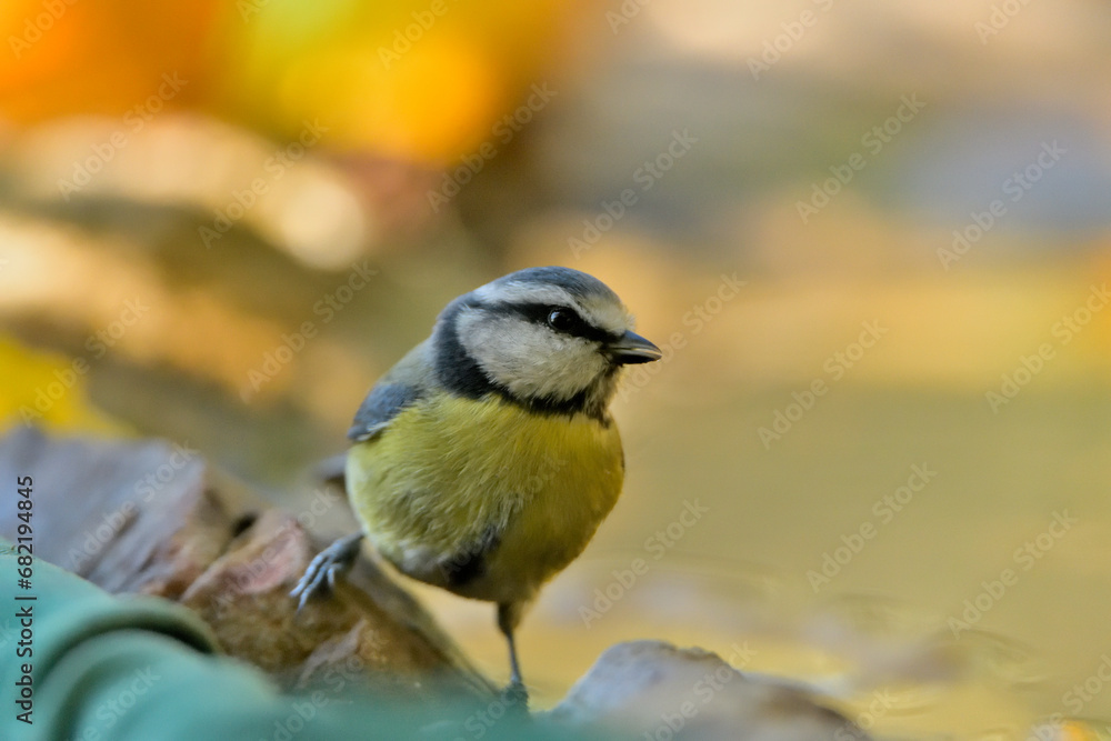 herrerillo común en el estanque (Cyanistes caeruleus)​ Casares Málaga Andalucía España	