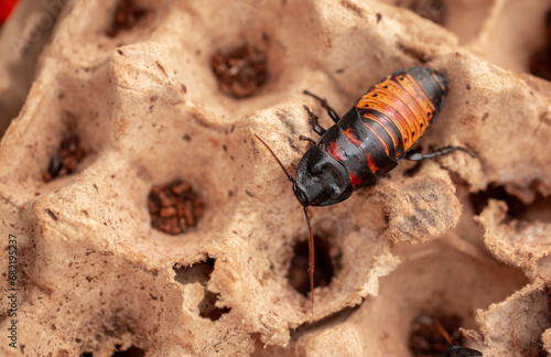 Madagascar Hissing Cockroach close-up. Exotic pet, tropical insect. photo