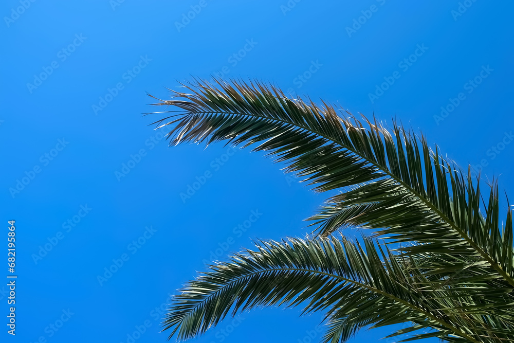 Nature background with palm tree leaves on clear blue sky in sunny day. Copy space on left. Tropical plant with leaves swaying in wind. Travel, tourism, advertisement banner, tropic lifestyle concept.